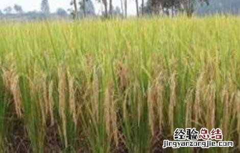 水稻种植后生长缓慢的原因 水稻种植后生长缓慢的原因是