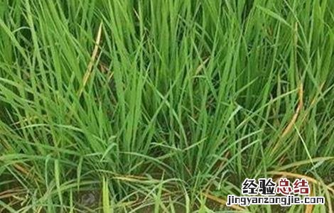 水稻种植后生长缓慢的原因 水稻种植后生长缓慢的原因是