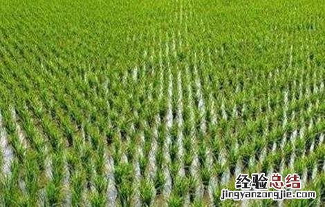 水稻种植后生长缓慢的原因 水稻种植后生长缓慢的原因是