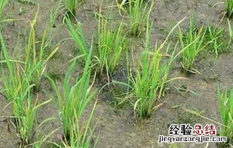 水稻种植后生长缓慢的原因 水稻种植后生长缓慢的原因是
