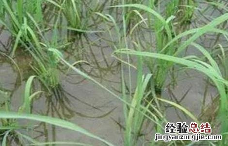 水稻种植后生长缓慢的原因 水稻种植后生长缓慢的原因是