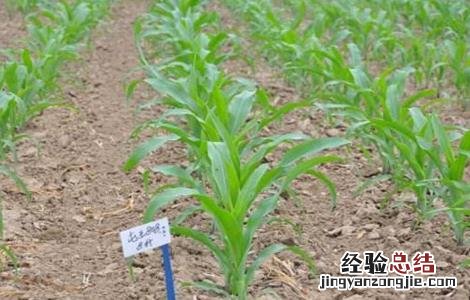 玉米春播时间及注意事项介绍 玉米春播时间及注意事项