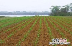玉米春播时间及注意事项介绍 玉米春播时间及注意事项