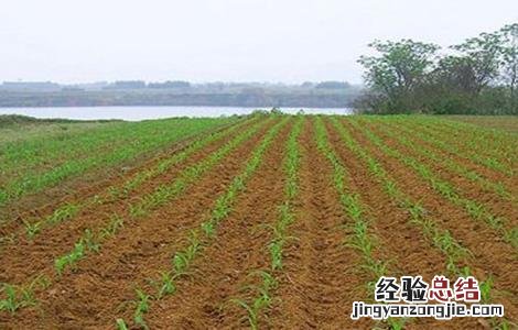 玉米春播时间及注意事项介绍 玉米春播时间及注意事项