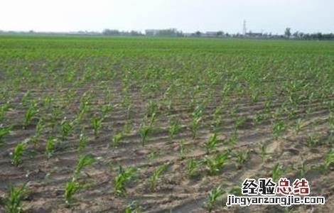 玉米春播时间及注意事项介绍 玉米春播时间及注意事项