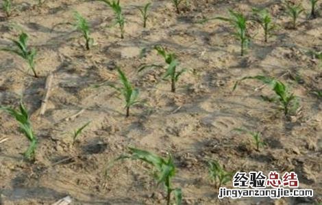 玉米春播时间及注意事项介绍 玉米春播时间及注意事项