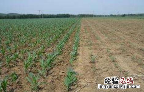 玉米春播时间及注意事项介绍 玉米春播时间及注意事项