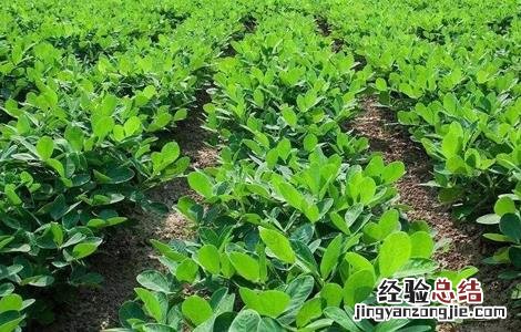 花生的种植技术 花生的种植技术视频