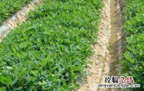 花生的种植技术 花生的种植技术视频