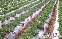 花生的种植技术 花生的种植技术视频