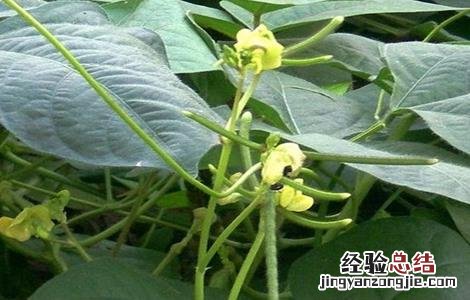绿豆的种植方法和注意事项 绿豆种植的注意事项