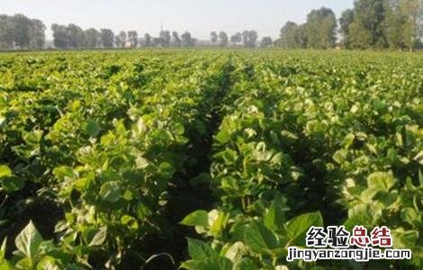 绿豆的种植方法和注意事项 绿豆种植的注意事项