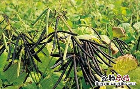 绿豆的种植方法和注意事项 绿豆种植的注意事项