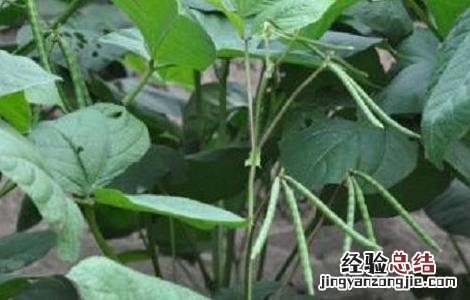 绿豆的种植方法和注意事项 绿豆种植的注意事项