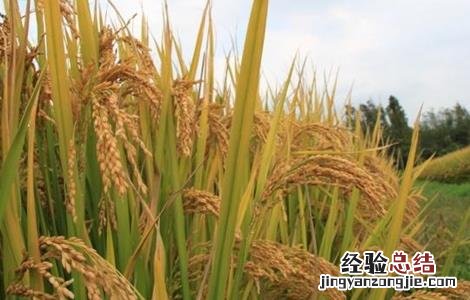水稻种子发芽率低的原因 水稻种子发芽势与发芽率