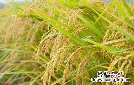 水稻种子发芽率低的原因 水稻种子发芽势与发芽率