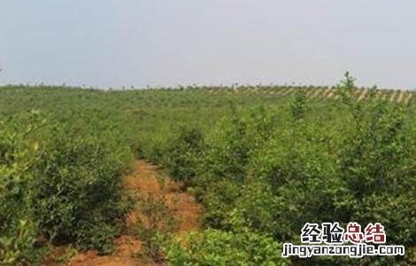 油茶的种植技术 油茶的种植技术和视频