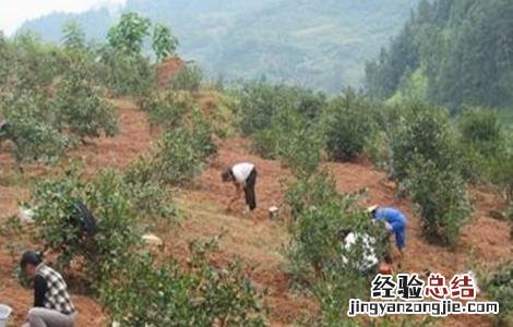 油茶的种植技术 油茶的种植技术和视频