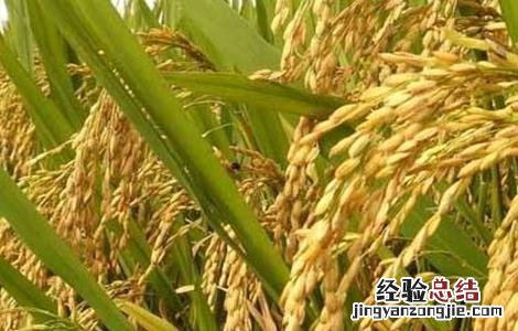 杂交水稻高产栽培技术研究 杂交水稻高产栽培技术
