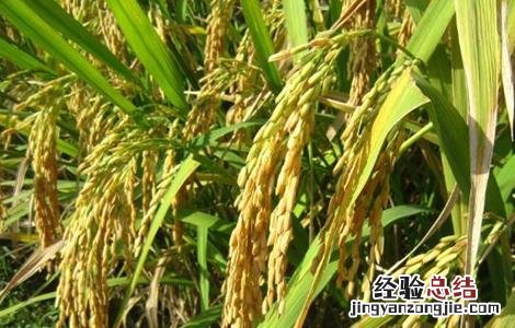 杂交水稻高产栽培技术研究 杂交水稻高产栽培技术