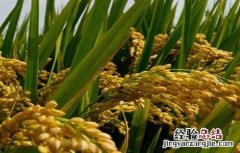 杂交水稻高产栽培技术研究 杂交水稻高产栽培技术