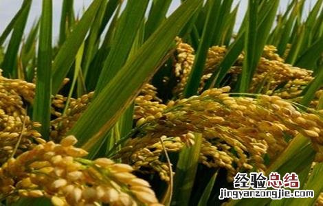 杂交水稻高产栽培技术研究 杂交水稻高产栽培技术
