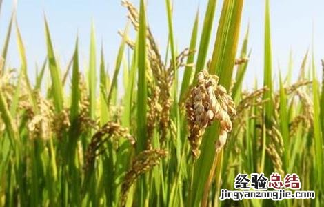杂交水稻高产栽培技术研究 杂交水稻高产栽培技术