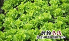 七月适合种什么蔬菜好 七月适合种什么蔬菜