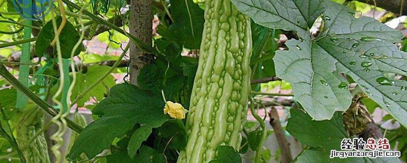 苦瓜从育苗到移栽需要多少天 苦瓜种植多久出苗