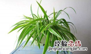 适合种在室内的花 适合种在室内的花有哪些