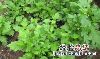 吃菊花脑会不会过敏 吃菊花脑会过敏吗