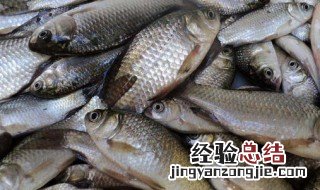 春季怎么钓鲫鱼 怎么钓鱼