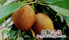 人参果几月成熟 每年9至11月