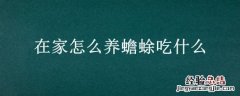 在家怎么养蟾蜍吃什么 在家怎么养蟾蜍吃什么药