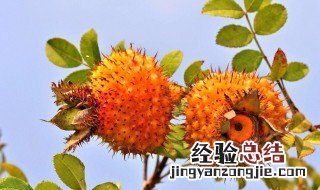 刺梨汁的适宜人群和禁忌人群 刺梨汁的适宜人群和禁忌人群吃法