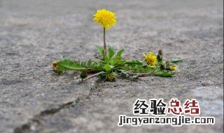 清拌蒲公英如何做菜 清拌蒲公英如何做