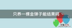 养一棵金弹子能开花结果吗 只养一棵金弹子能结果吗