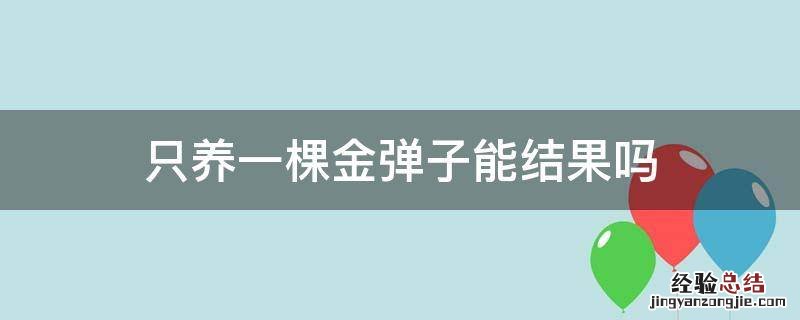 养一棵金弹子能开花结果吗 只养一棵金弹子能结果吗