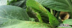甲拌磷能治地下害虫吗 甲拌磷对地下害虫的效果