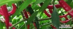 辣椒苗多大可以移植到土里 辣椒苗多大可以移植