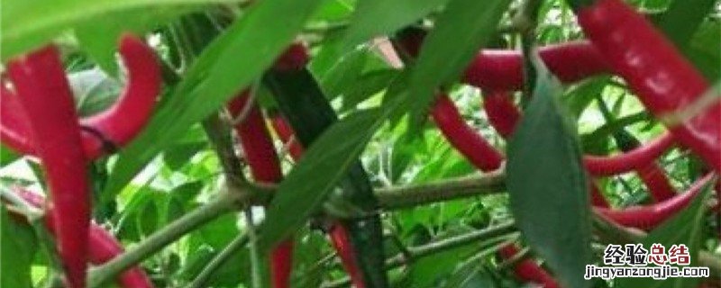 辣椒苗多大可以移植到土里 辣椒苗多大可以移植