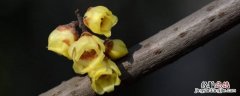 腊花是腊梅花吗 腊梅花是梅花吗?