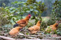 十几块一只的烤鸡能吃吗 超市20元一只的烤鸡能吃吗