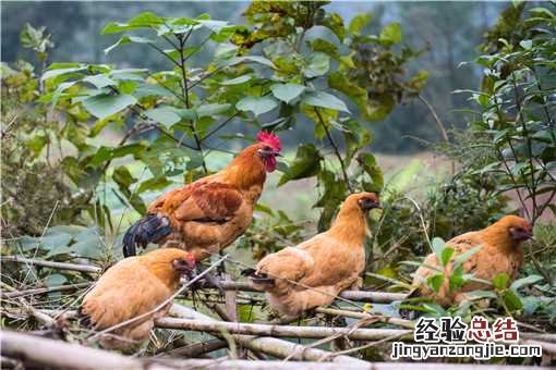 十几块一只的烤鸡能吃吗 超市20元一只的烤鸡能吃吗