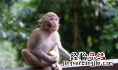 刺母猴棘是哪国人 棘刺母猴的由来