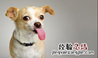 狗颠是什么病 狗颠屁股的由来