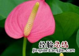 粉掌怎么养家庭养法 粉掌怎么养