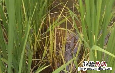 水稻苗药害怎么治疗 水稻药害症状及防治方法