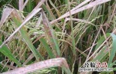 水稻苗药害怎么治疗 水稻药害症状及防治方法