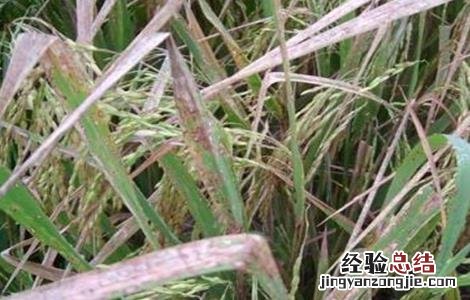 水稻苗药害怎么治疗 水稻药害症状及防治方法